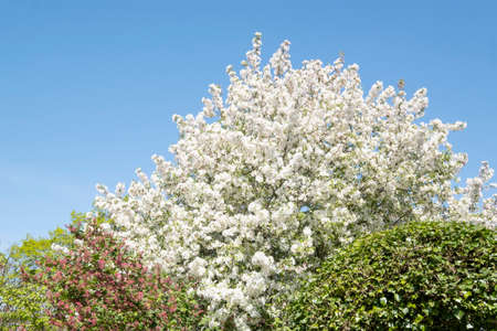 White tree with white flowers on blue sky background. In the garden, springtime.の写真素材