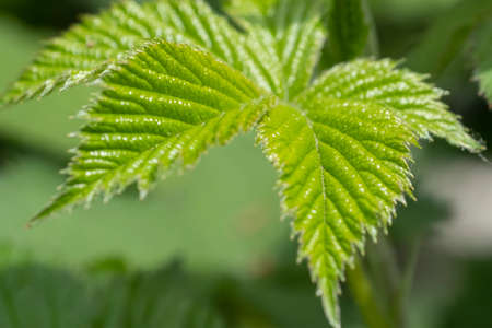 Close-up of branch with young leaves of blackberry bush growing in the garden in spring sunny day. Selective focus.の写真素材