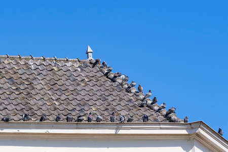 Pigeons sit on gray roof tiles above the gutter of a house, against a blue sky