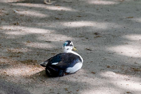 white and black duck sits on the sand,in side view, with shadowの写真素材