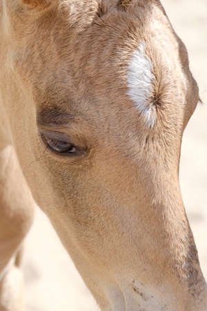 Head of a newborn riding horse colt at the farmyard, part of body, yellow dun color.の写真素材