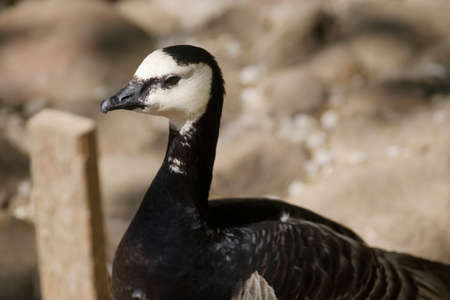 white and black duck sits on the sand,in side view, part of body.