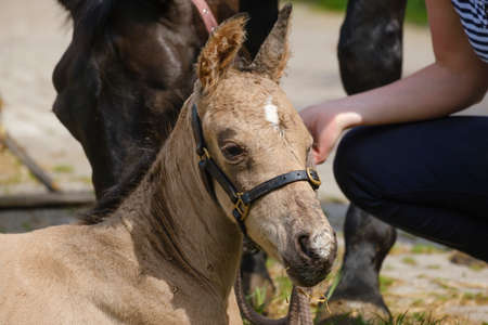 Cute newborn colt lying in grass on a spring day. Mother's head in the background, Woman next to the stallion foal,の写真素材