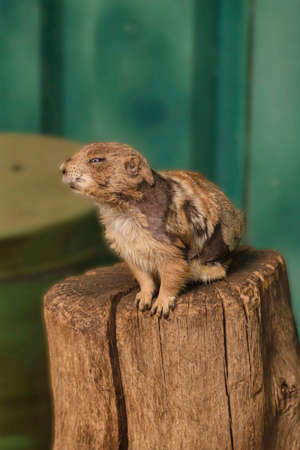 Black tailed prairie dog in closeup, adorable and popular pet, tropical rodent from America.