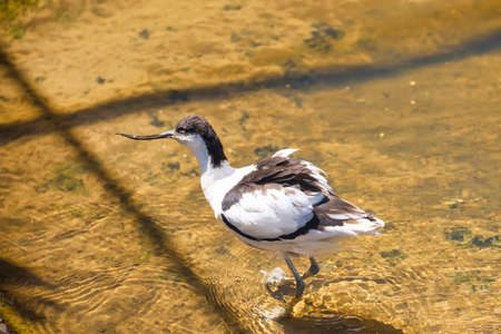 Avocet any of a genus, Recurvirostra of rather large long-legged shorebirds with webbed feet.の写真素材
