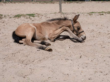A yellow stallion foal in a horse arena. The foal is in the sandの写真素材
