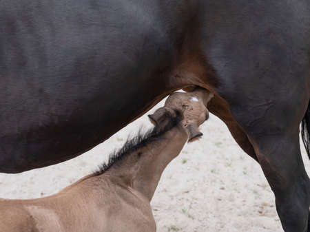 Small yellow foal drink some milk from his mother. Baby colt suck milk from mother horse, close-upの写真素材