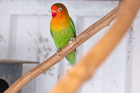 One Fischer's Lovebird, agapornis fischeri sitting on a branch of tree, selective focus.