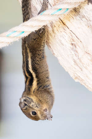 A striped rodents marmots chipmunks squirrel spotted on a tree trunk on hunting mood. Animal...