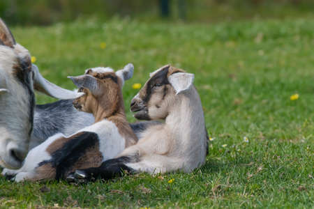 Couple of baby goat kids on the spring grass. goats lie side by side in the grass.