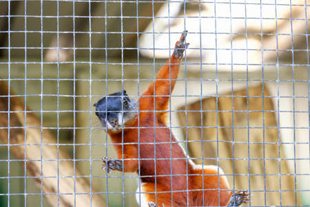 A Prevost squirrel that climbs high against the mesh.の写真素材