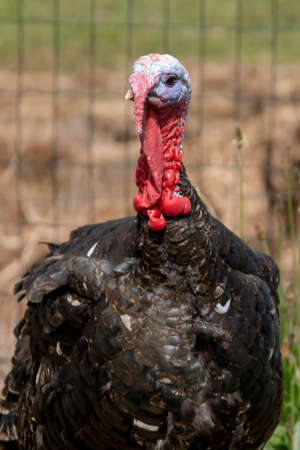 Black Spanish of Norfolk Black turkey. Black a turkey bird stands on background of grass.