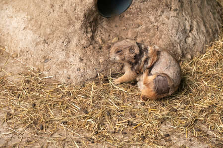 Black tailed prairie dog in closeup, adorable and popular pet, tropical rodent from America.
