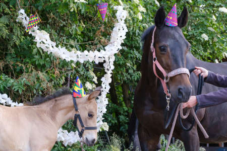 A brown mare and a yellow foal with hats and guirlandes in the trees. Background for greeting card, congratulations, invitations.の写真素材
