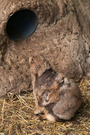Black tailed prairie dog in closeup, adorable and popular pet, tropical rodent from America.