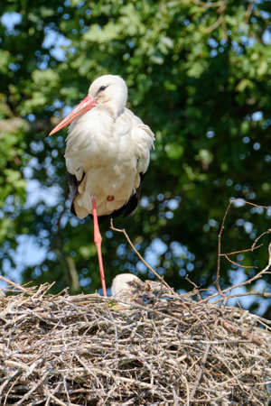 A stork stands in its nest on one leg, fresh green leafs and a blue sky in background. copy-space.