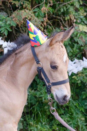 The head of a yellow foal with a party hat and guirlandes in the trees. Background for greeting card, congratulations, invitations.の写真素材
