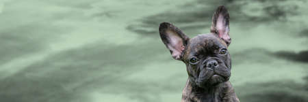 Panorama of a puppy head, brindle French Bulldog Dog, against a dramatic sky background, composite photoの写真素材