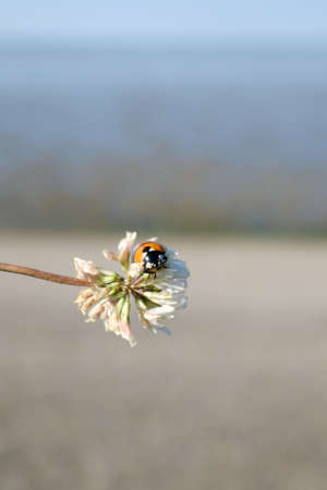 Beautiful nature background with sand and sea. A ladybug on a clover flower outdoors in summer, close-up macro. Template for design.の写真素材