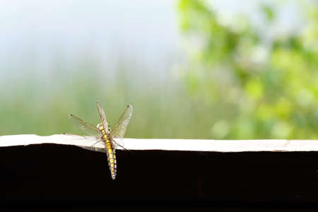 Yellow dragonfly is resting on a wooden bench, morning sun light. Animal selected macro focus at the dragonfly 's wing and back of body.の写真素材