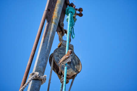 Part of a fishingboat, a sparrow sitting in the mast of a boat against a blue sky. Background consept.の写真素材