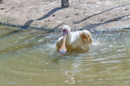 Africian spoonbill standing on one leg in the water.の写真素材