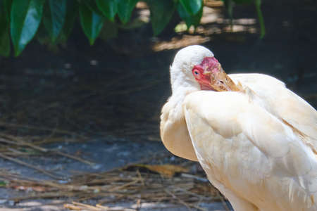 Head shot of a African spoonbill, bird itches on its back, standing in the sun.の写真素材