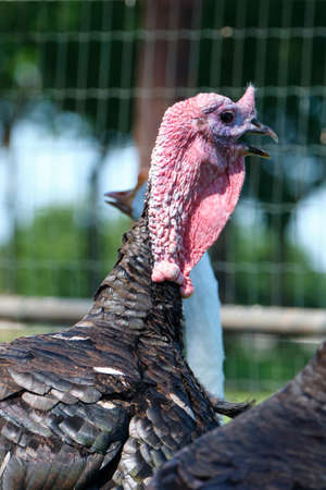 A head of a Black Spanish of Norfolk Black turkey. Black a turkey bird stands on background of...