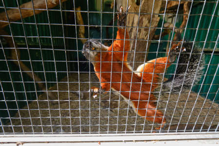 A Prevost squirrel that climbs high against the mesh.