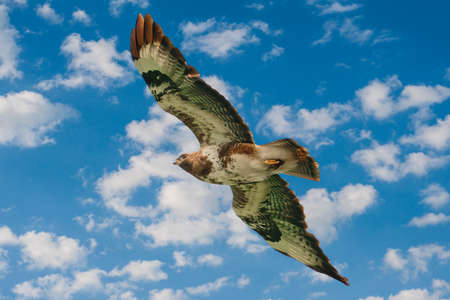 One common buzzard bird, bird of pray, buteo buteo, in flight against a blue, white sky. composite...