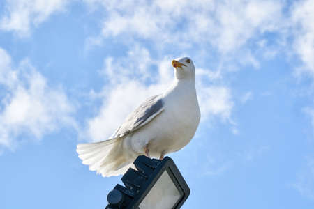 A seagull sits against the blue sky in the sun.の写真素材