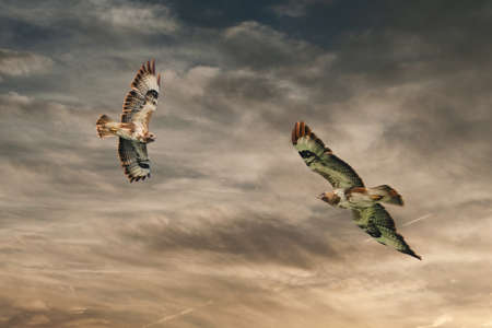 Two common buzzard birds, prayer bird, buteo buteo, in flight against a dramatic golden brown sky....