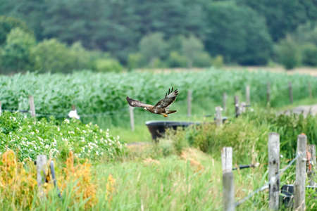 One common buzzard, buteo buteo, on spring field, one buzzard with spread wings taking, place for text.の写真素材