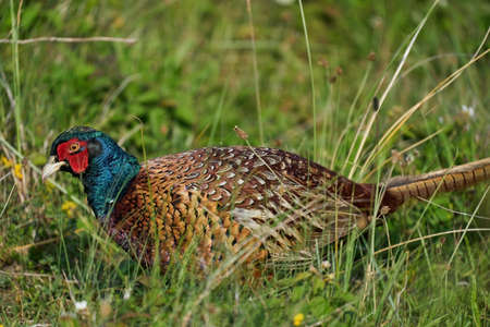 A pheasant bird stands on a meadow in the middle of field flowers and grass.の写真素材