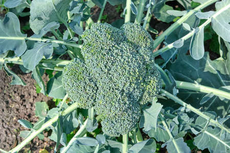 Fresh Broccoli green vibrant. This Broccoli is still planted in the soil and not picked up yet....