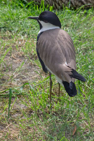 Chilean lapwing walking on green grass, seen from above.