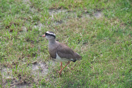 Chilean lapwing walking on green grass, seen from above.