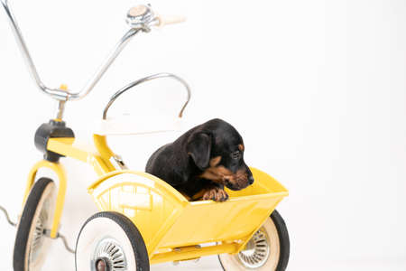 Jack Russell Terrier puppy, 2 months old, puppy sits in the back of a yellow tricycle.の写真素材