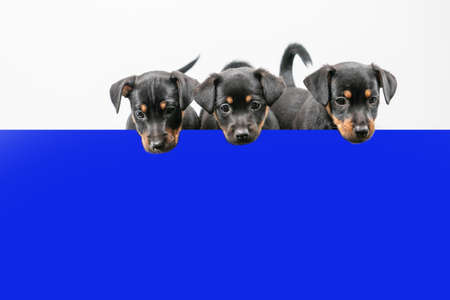 Three Jack Russell terrier puppies behind a blue shelf, only heads and tails.