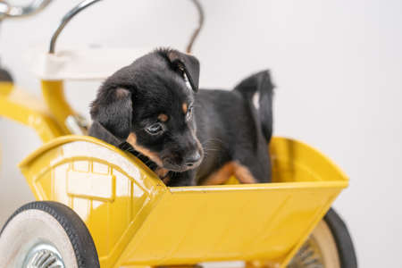 Jack Russell Terrier puppy, 2 months old, puppy sits in the back of a yellow tricycle.の写真素材