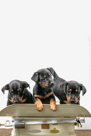 Three Jack Russell terrier puppies posing on a vintage baby scale, white background. Copy-space.の写真素材
