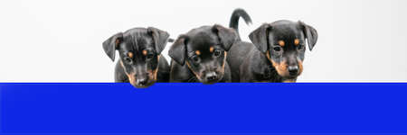 Three Jack Russell terrier puppies behind a blue shelf, only heads and tails. Cover or social media.の写真素材