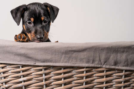 A portrait of an adorable Jack Russel Terrier puppy, in a wicker basket, isolated on a white background.の写真素材