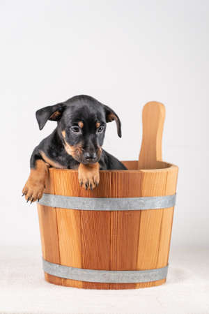 A portrait of a cute Jack Russel Terrier puppy, in a wooden sauna bucket, isolated on a white background.の写真素材