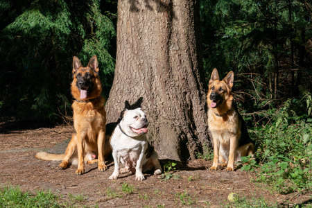 Three dogs in the woods, two German shepherd dogs and an old English bulldog, sitting in front of a...