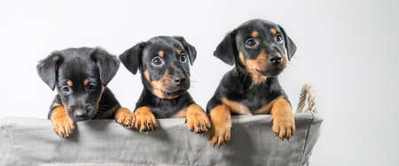 A portrait of three adorable Jack Russel Terrier puppies, in a wicker basket, isolated on a white...