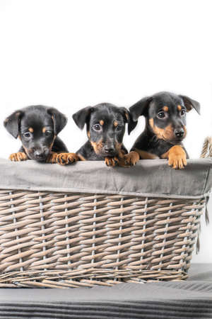 A portrait of three adorable Jack Russel Terrier puppies, in a wicker basket, isolated on a white background.の写真素材
