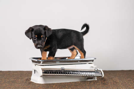 Jack Russell terrier puppy posing on a vintage white baby scale, white backgroundの写真素材
