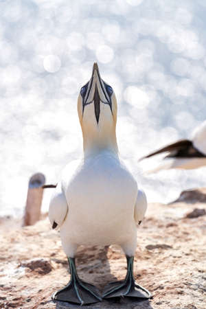 One wild bird head in the wild, Morus bassanus, Northern Gannet on the island of Heligoland on the North Sea in Germany, bokeh in background.の写真素材