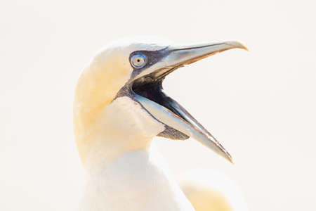 One wild bird head in the wild, Morus bassanus, Northern Gannet on the island of Heligoland on the North Sea in Germany. open mouth.の写真素材